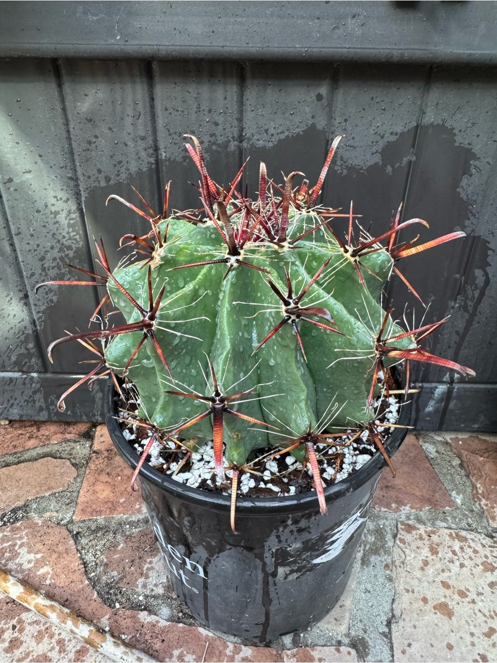 Ferocactus peninsulae 7-10”D